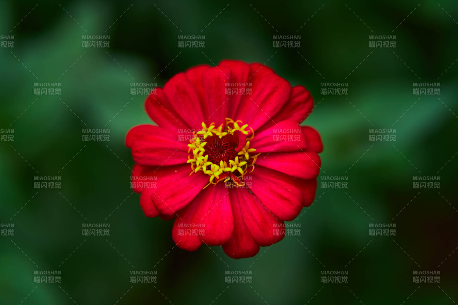 紅色百日菊綻放