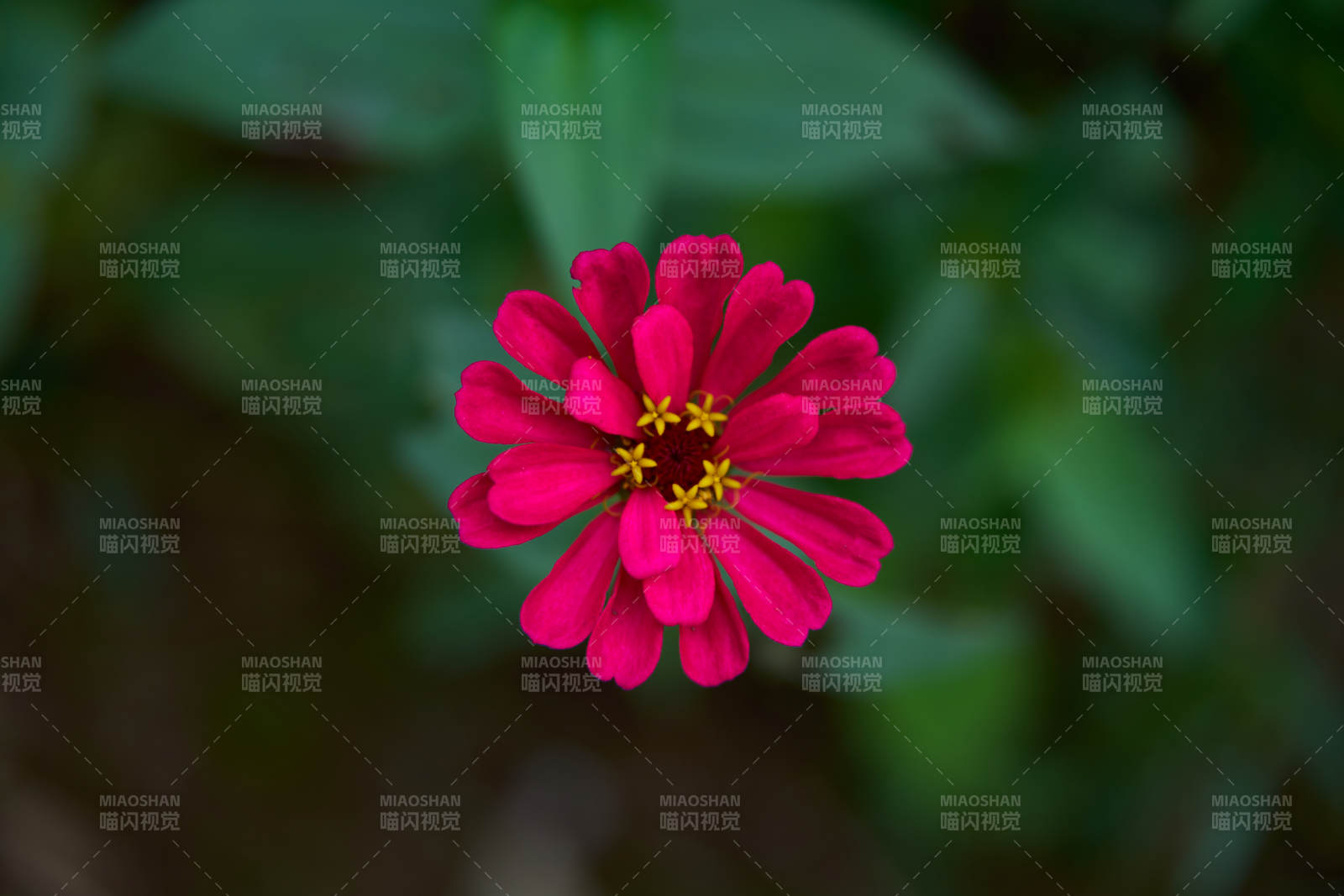 紅色百日菊綻放