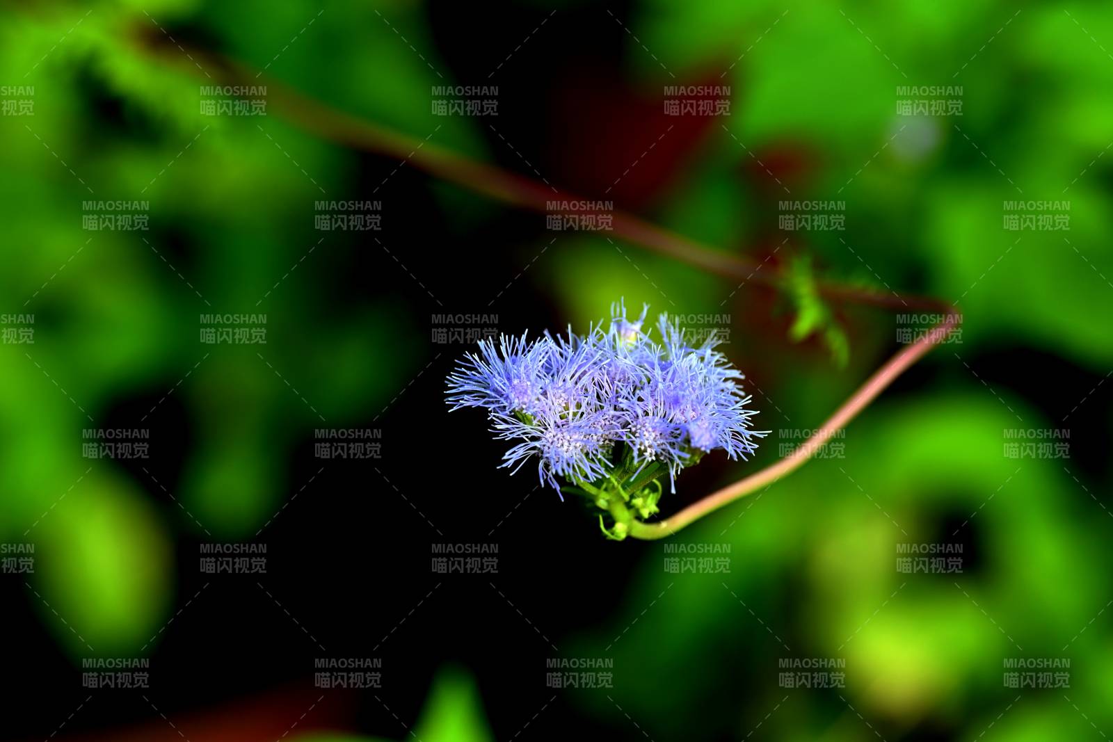 藍花輕舞綠意中