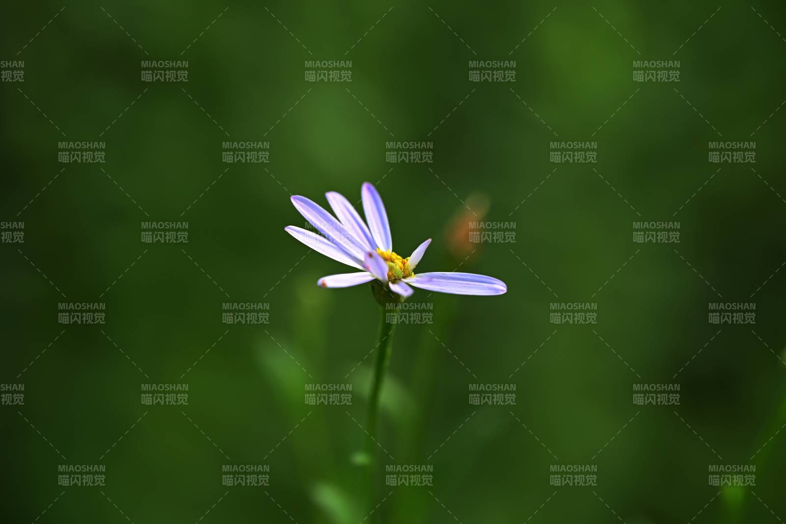 紫花綻放綠意中