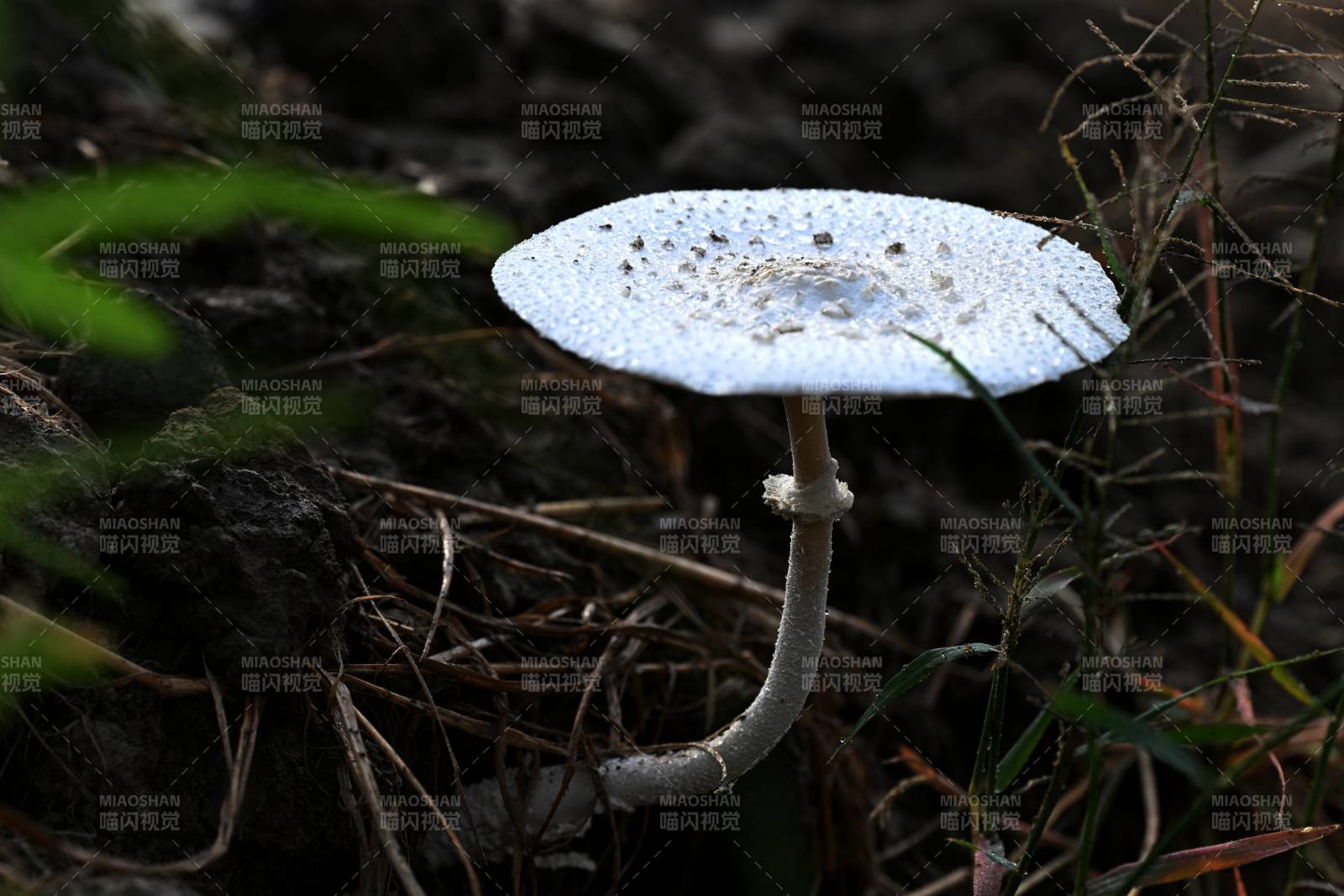 白傘菌林間靜立