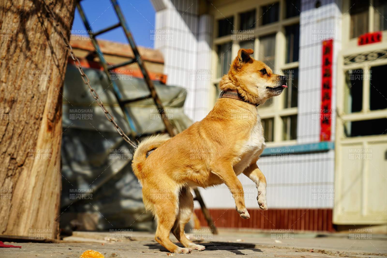 忠犬守門待主歸