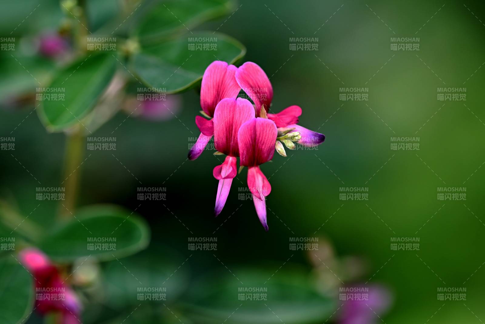 粉紅花綻放綠葉間