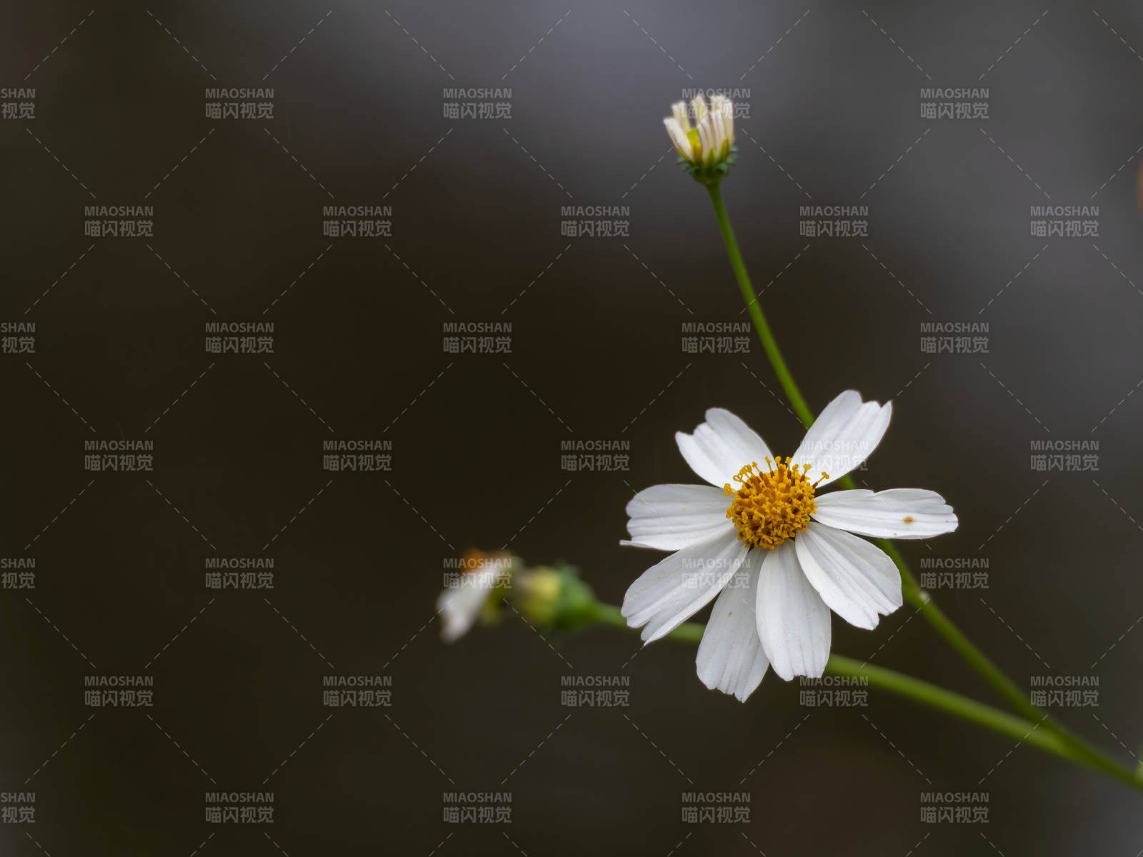 白花綻放