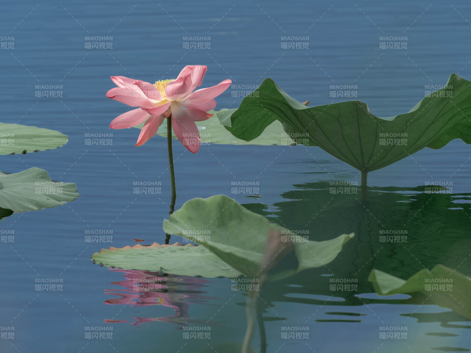 荷花映水