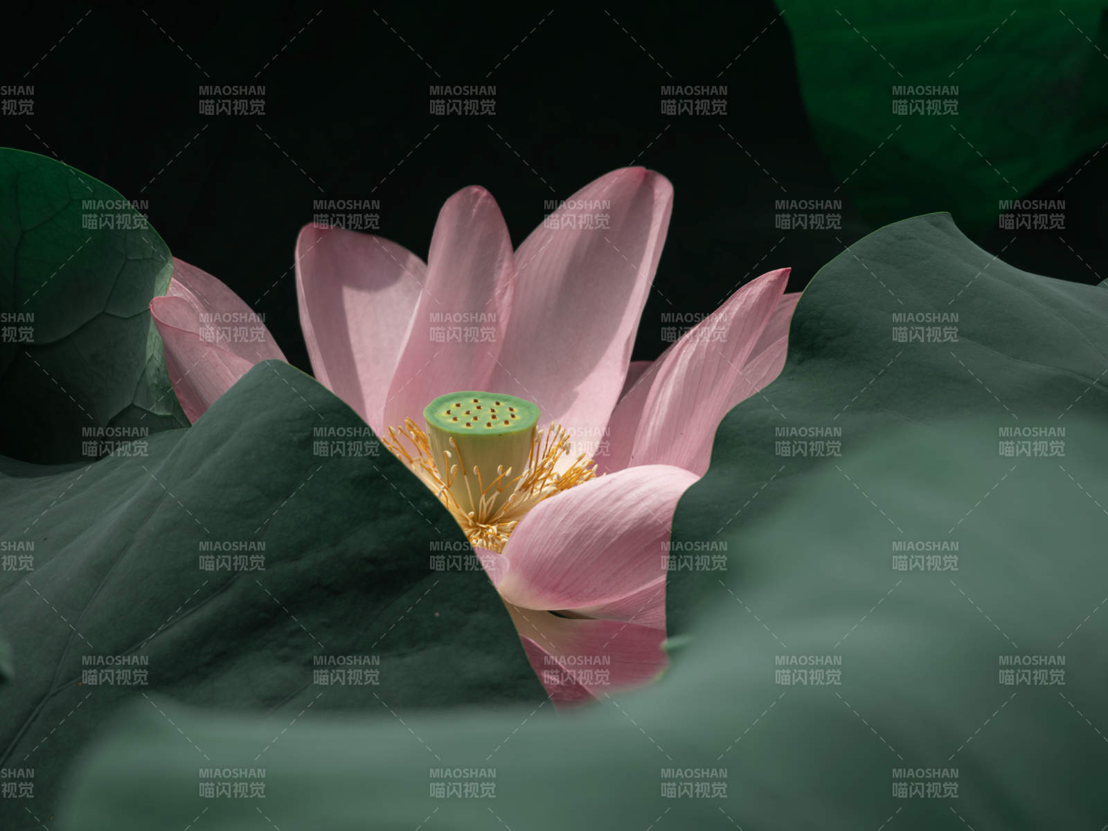 粉蓮綻放于綠葉間