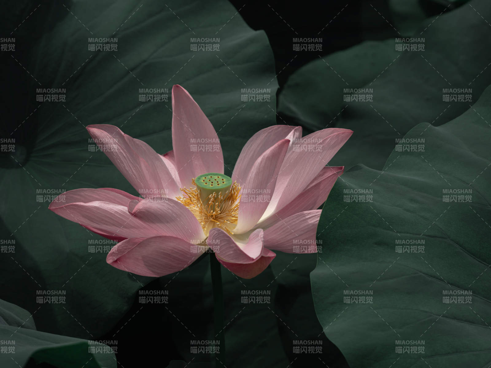 粉蓮綻放