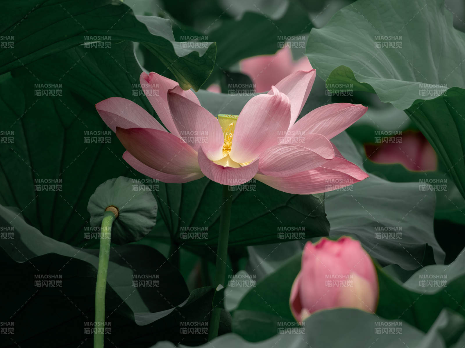 粉蓮綻放綠葉間