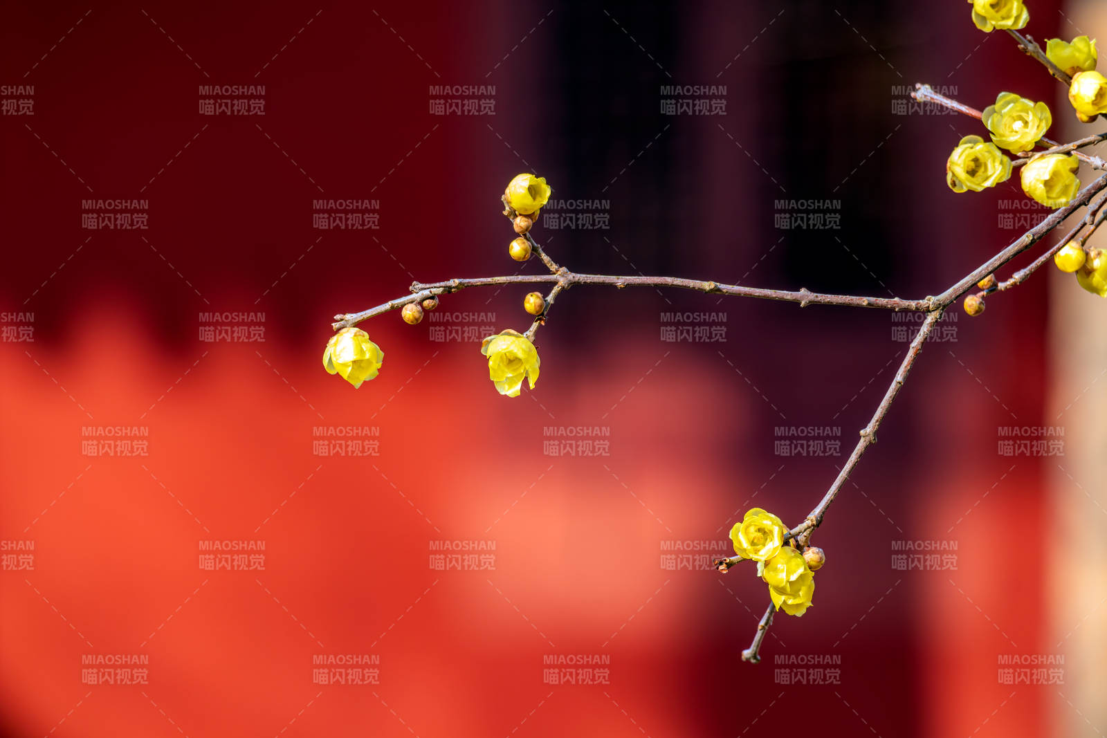 枝頭迎春花綻放