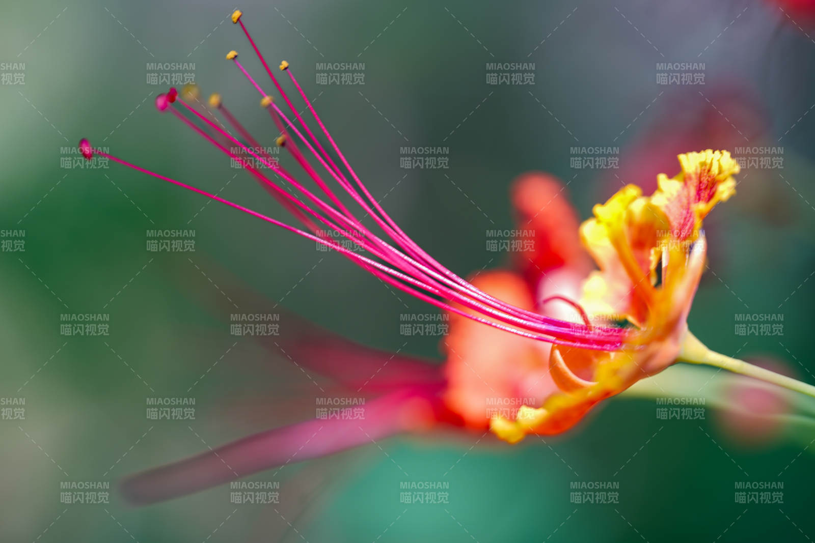 花蕊綻放 色彩斑斕