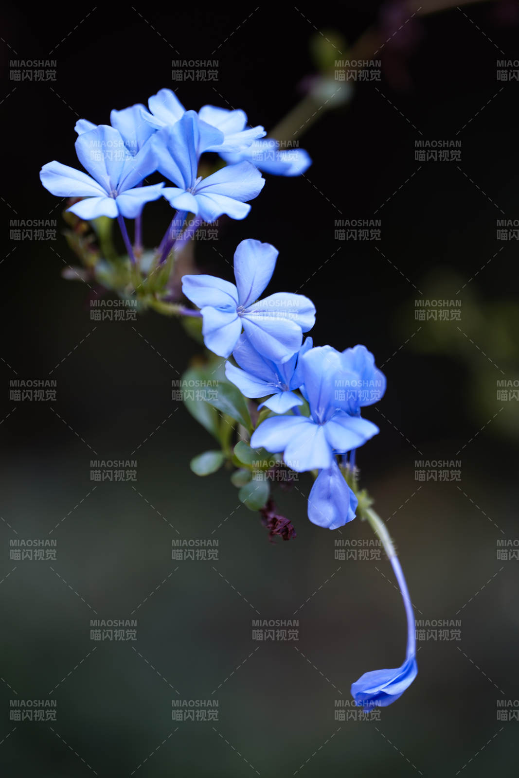 藍雪花垂枝