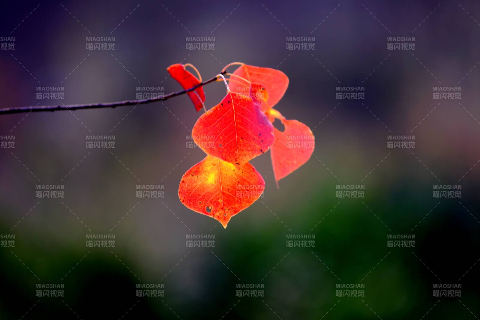 秋葉紅艷枝頭