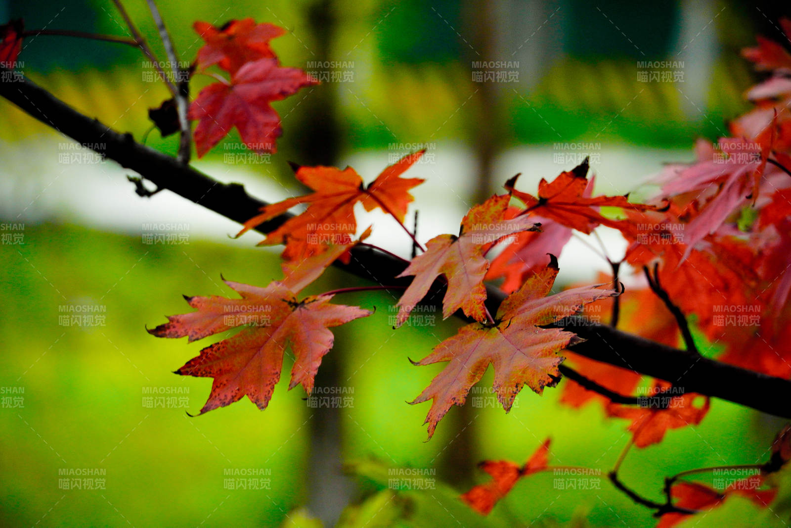 秋楓紅葉