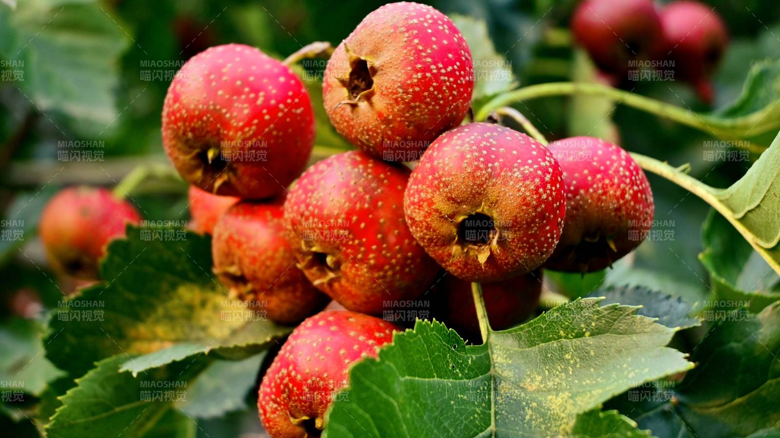 滿樹枝紅彤彤的山楂熟了