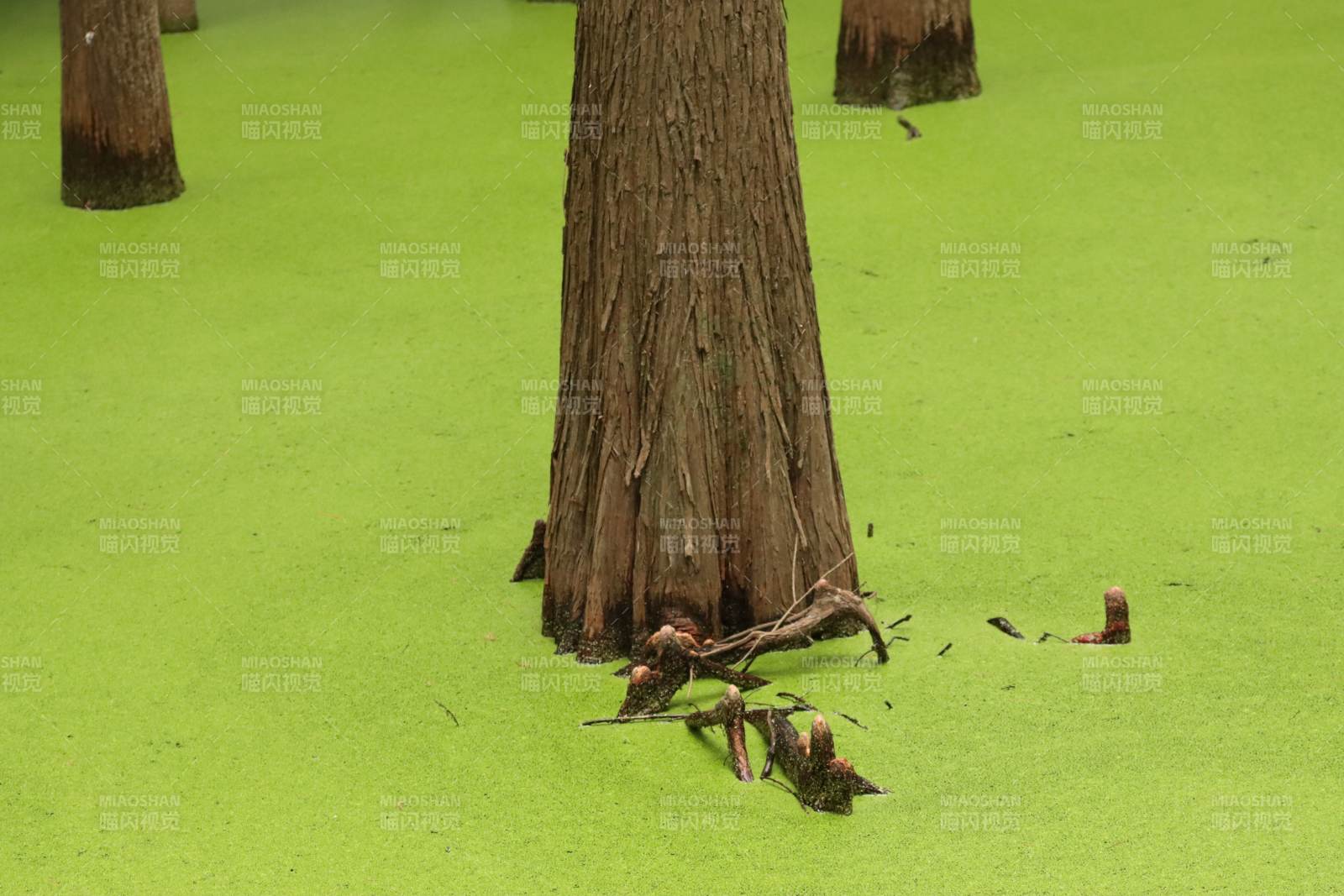 杭州臨安青山湖樹下落葉靜謐景