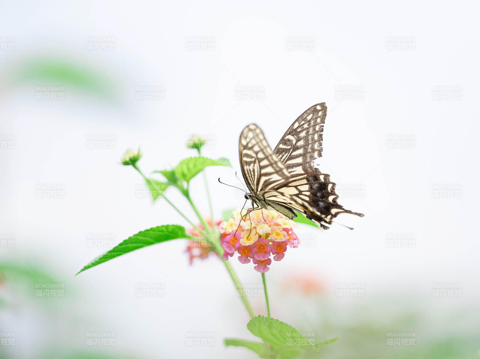 蝶舞花間