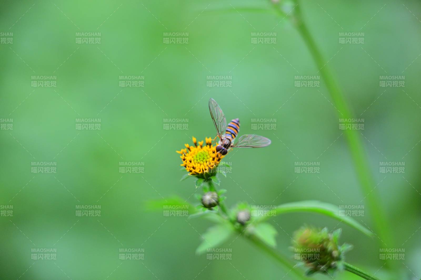 花上停歇的蜂