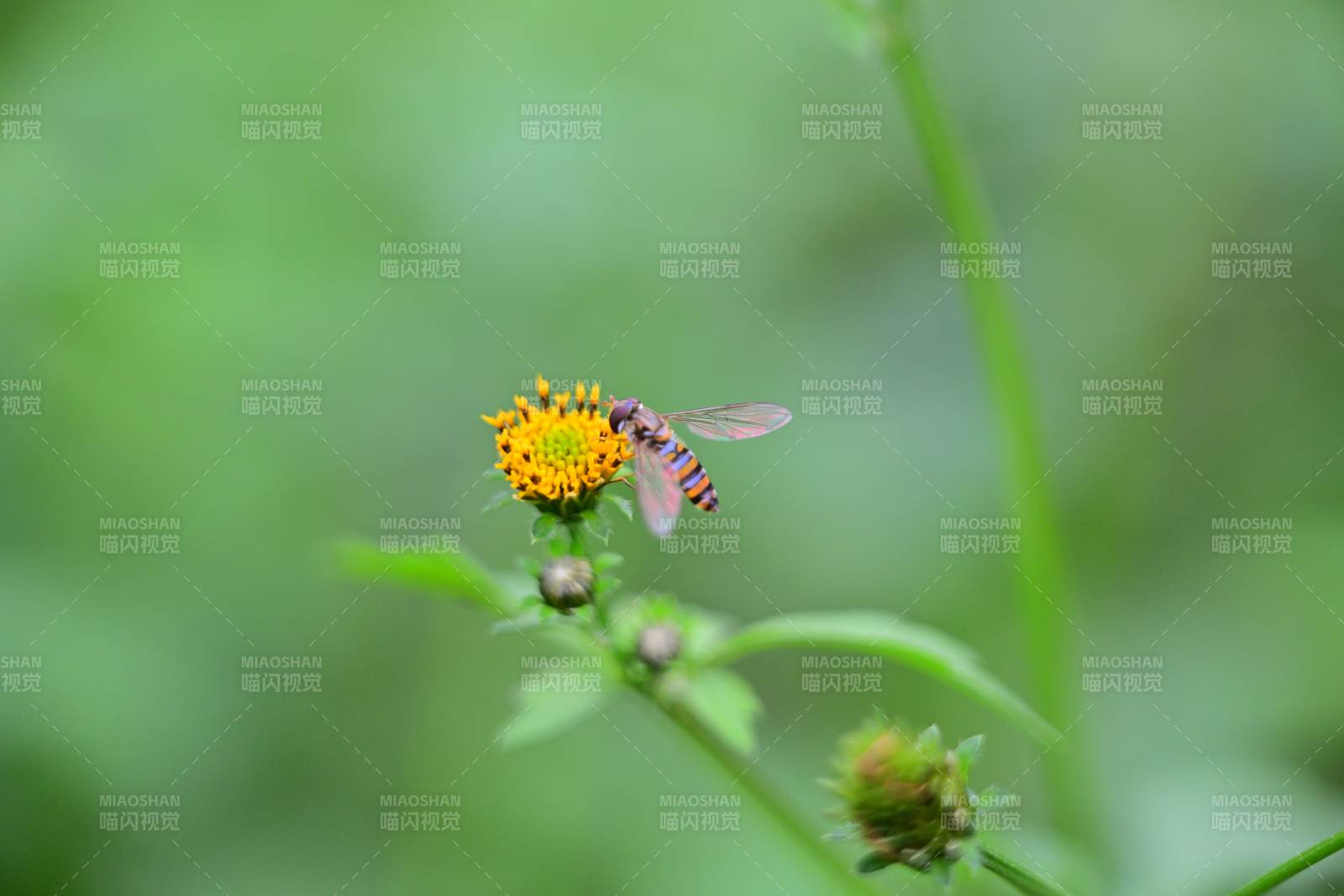 花間飛舞的蜂虻