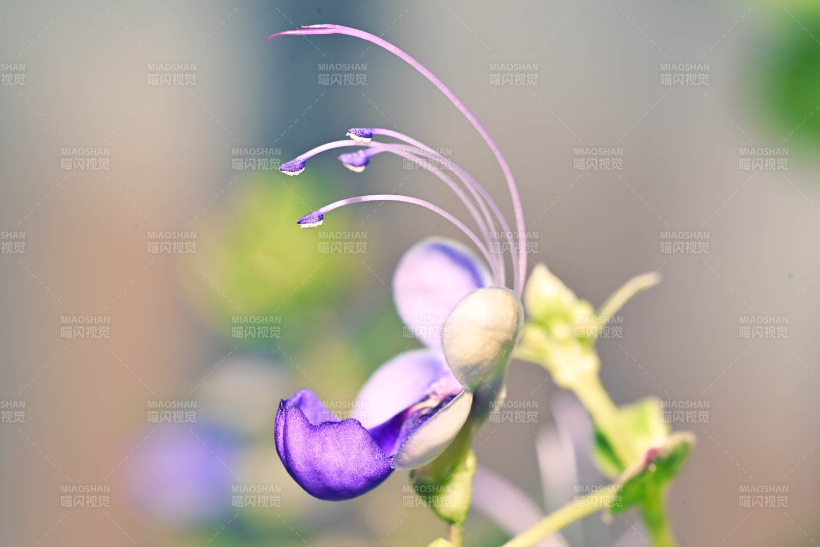 紫花輕舞