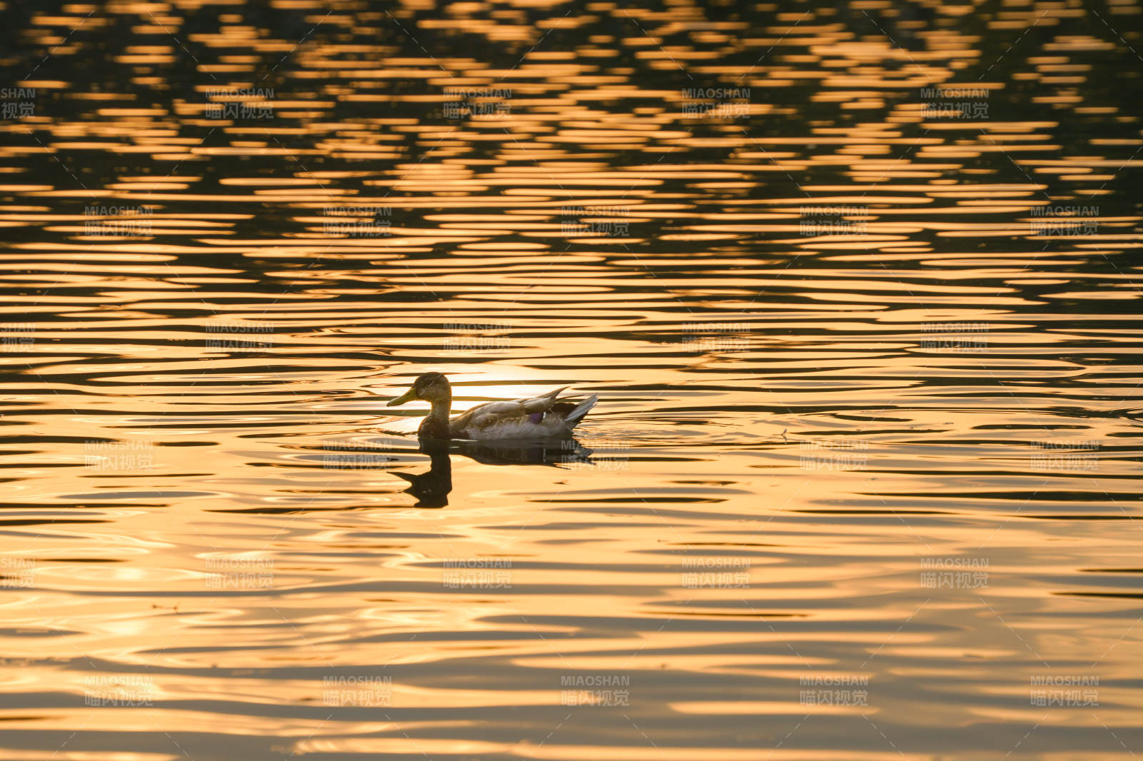 夕陽下的鴨影