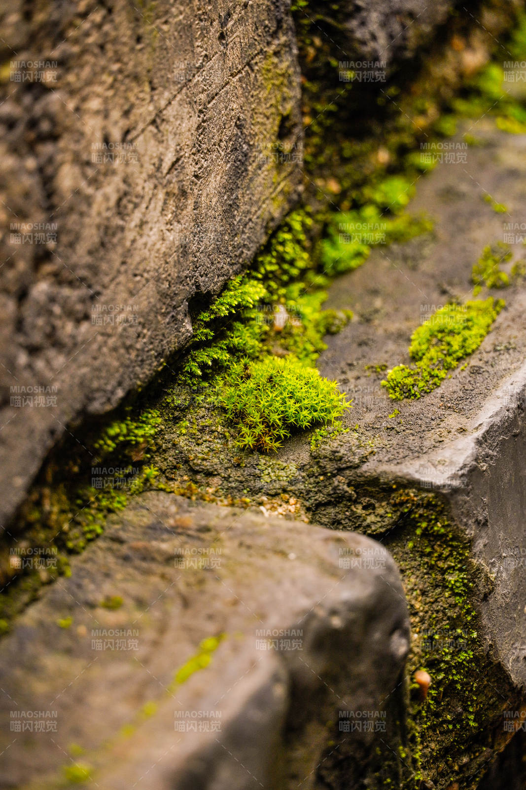 青苔石縫間生長