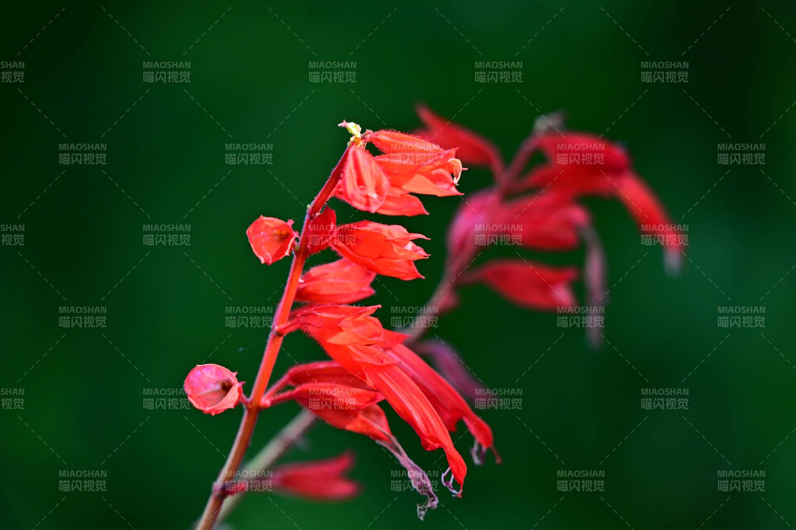 紅花綻放枝頭
