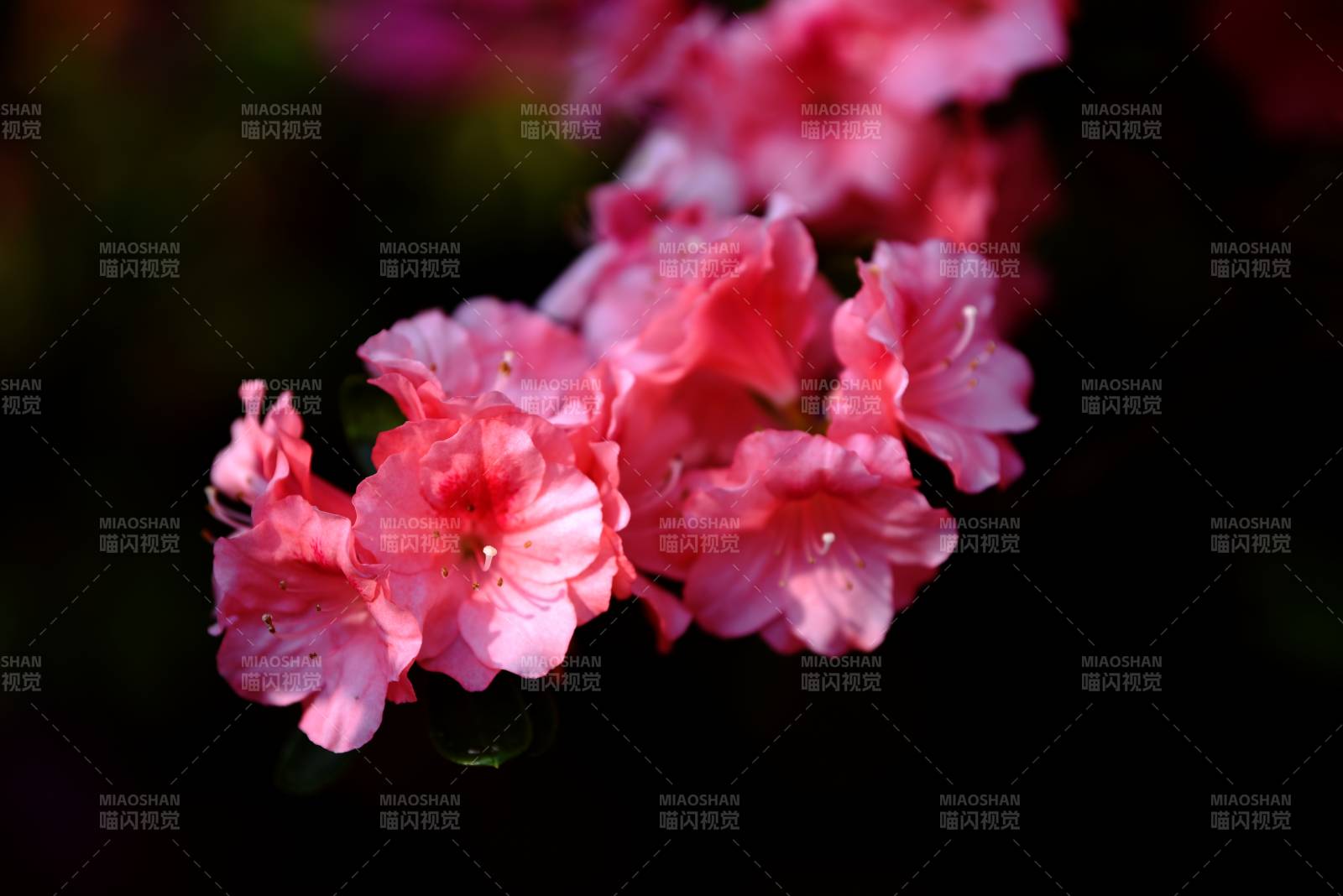 粉紅杜鵑綻放