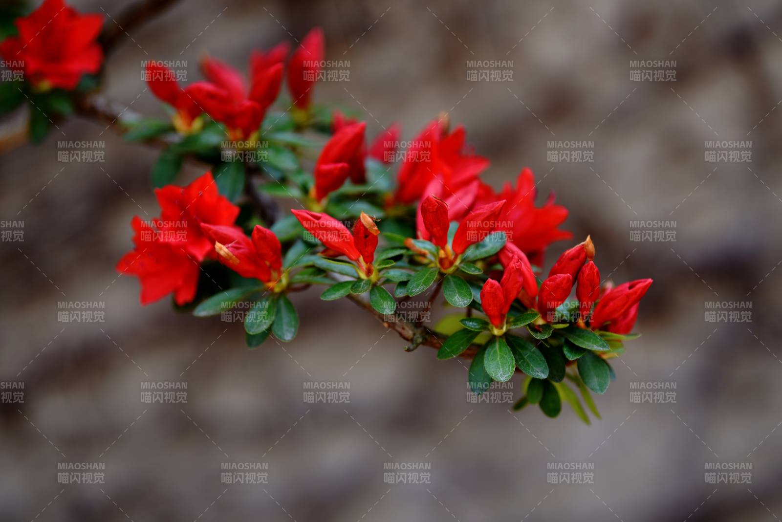 紅杜鵑花綻枝頭
