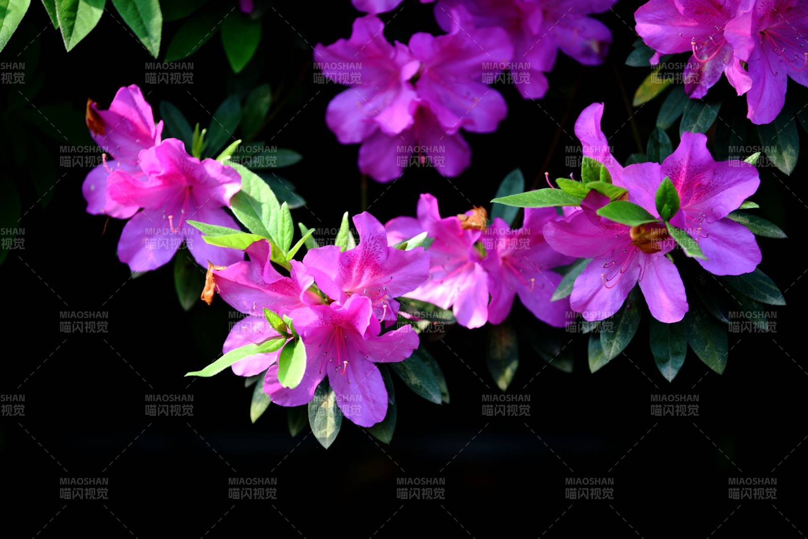 紫杜鵑花綻枝頭