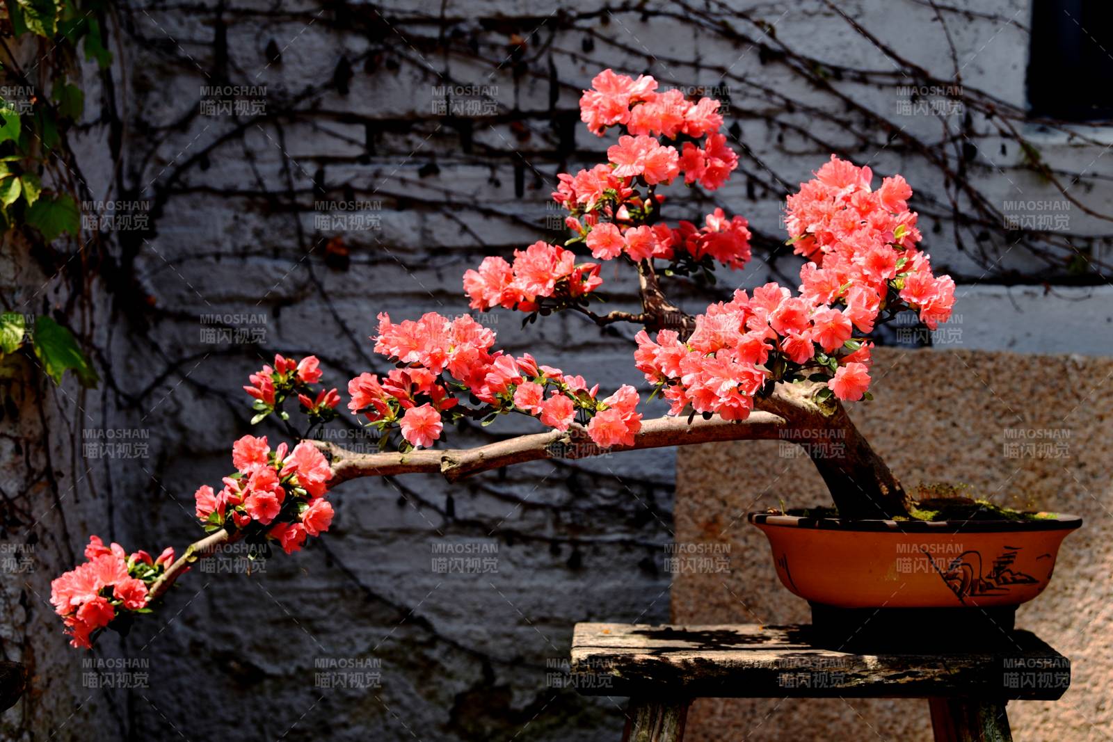 杜鵑花盆景花開意濃