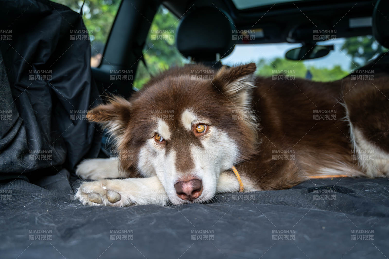 車中休憩的阿拉斯加雪橇犬