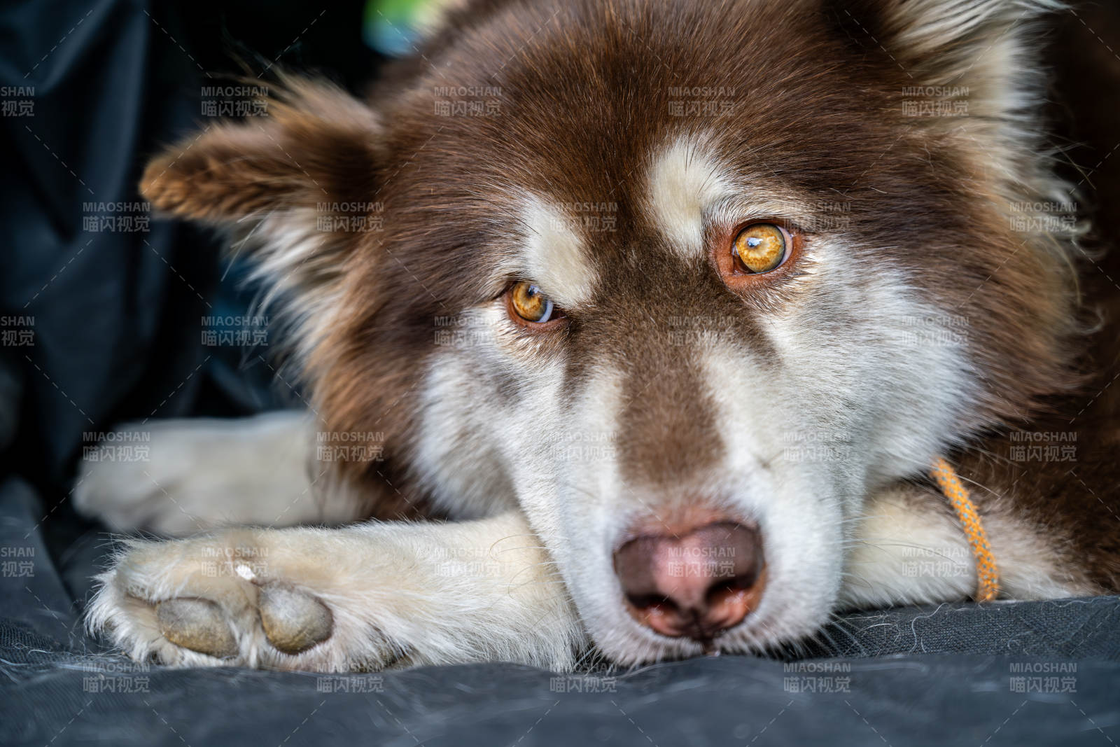 阿拉斯加犬靜臥凝視