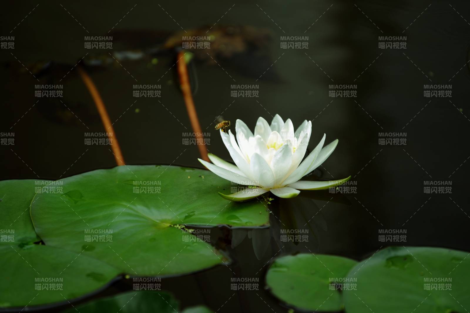 白蓮靜綻水中央