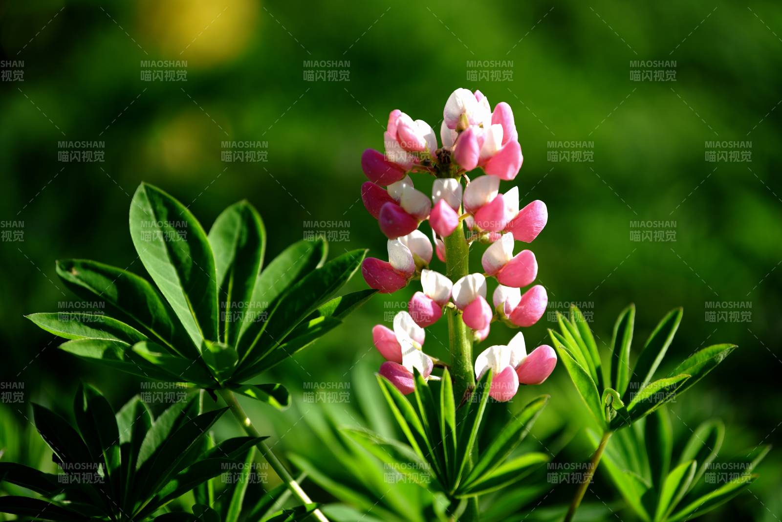 魯冰花亦稱多葉羽扇豆象征母愛之花