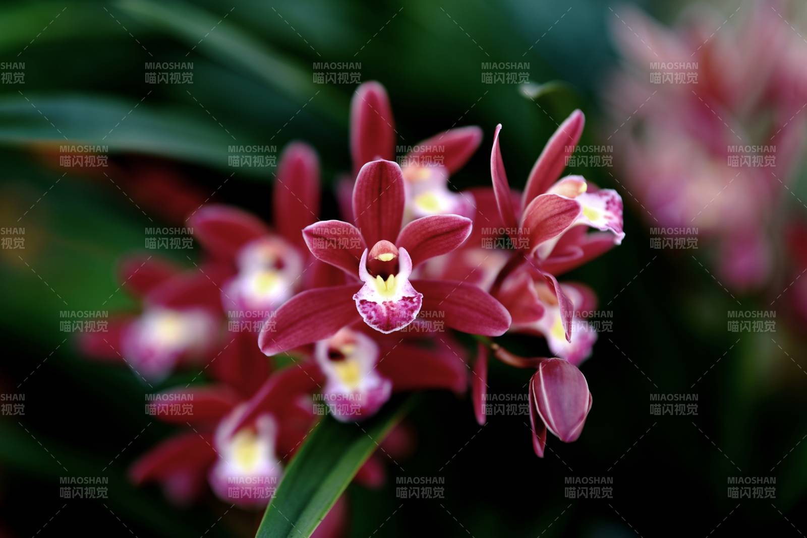 紅花蘭綻放