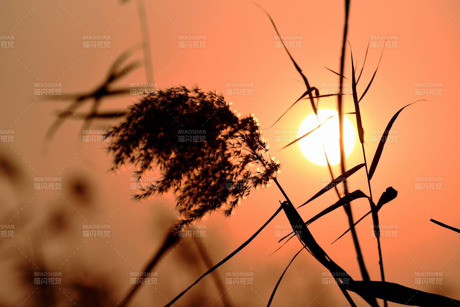夕陽(yáng)蘆葦剪影