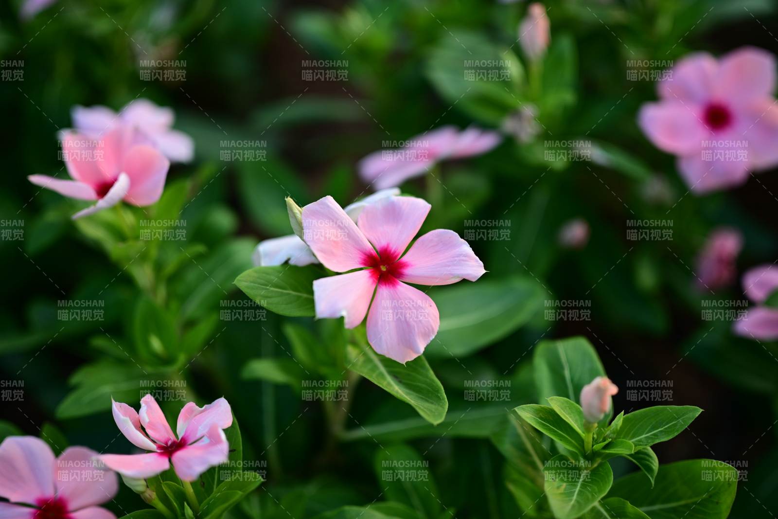 長春花綠葉相映成趣