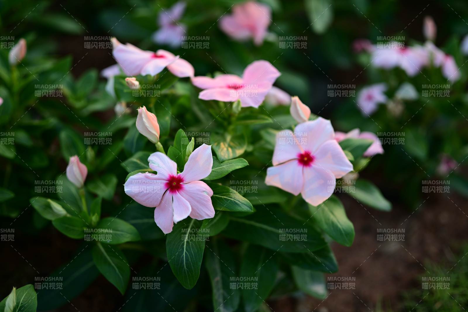 長春花綠葉映春光