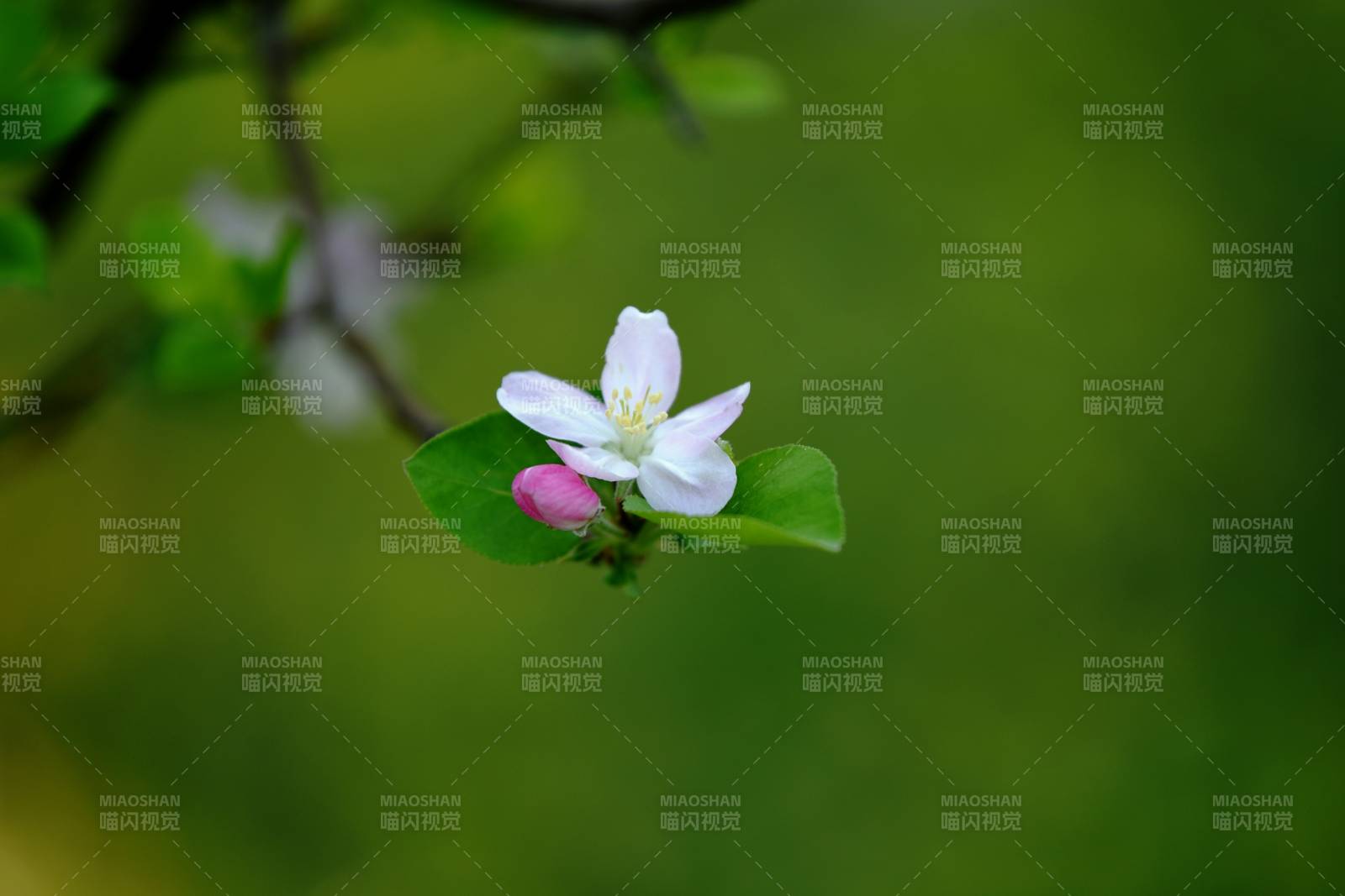 海棠花綻放枝頭