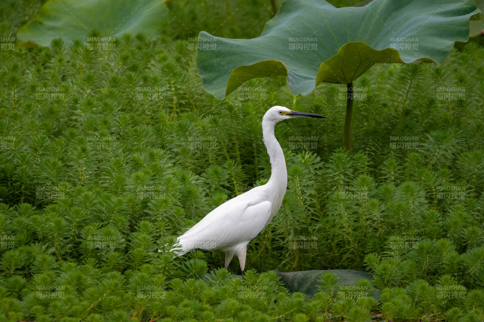 白鷺棲息綠植間