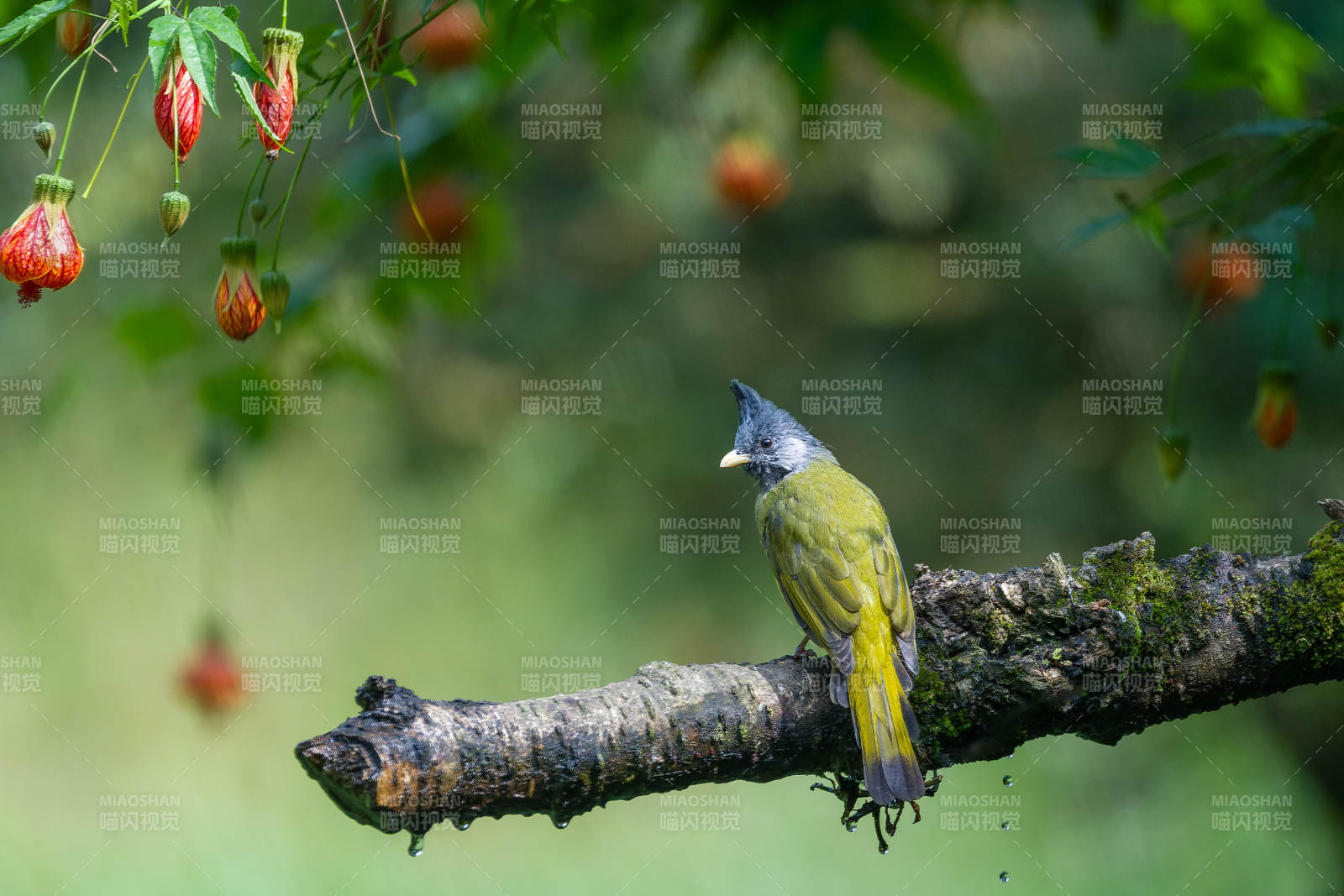 鳳頭鵯棲息枝頭