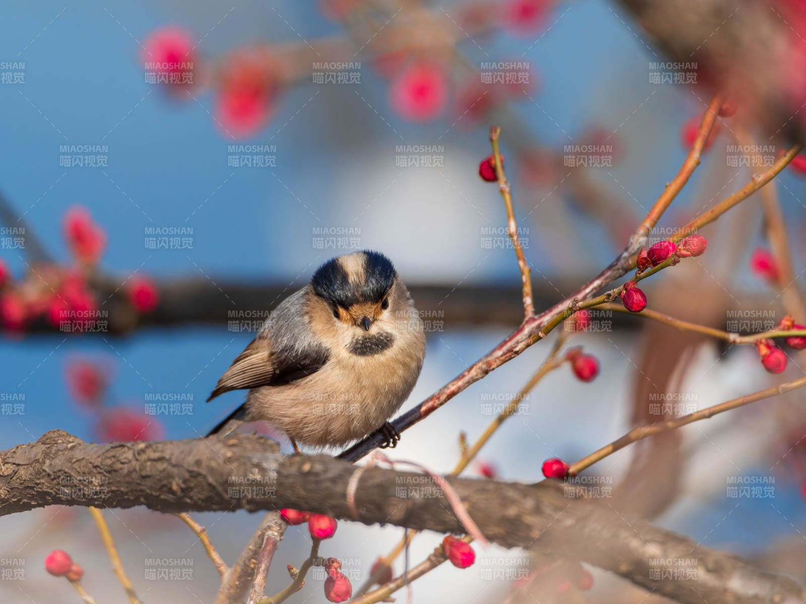 鳥棲枝頭紅果映