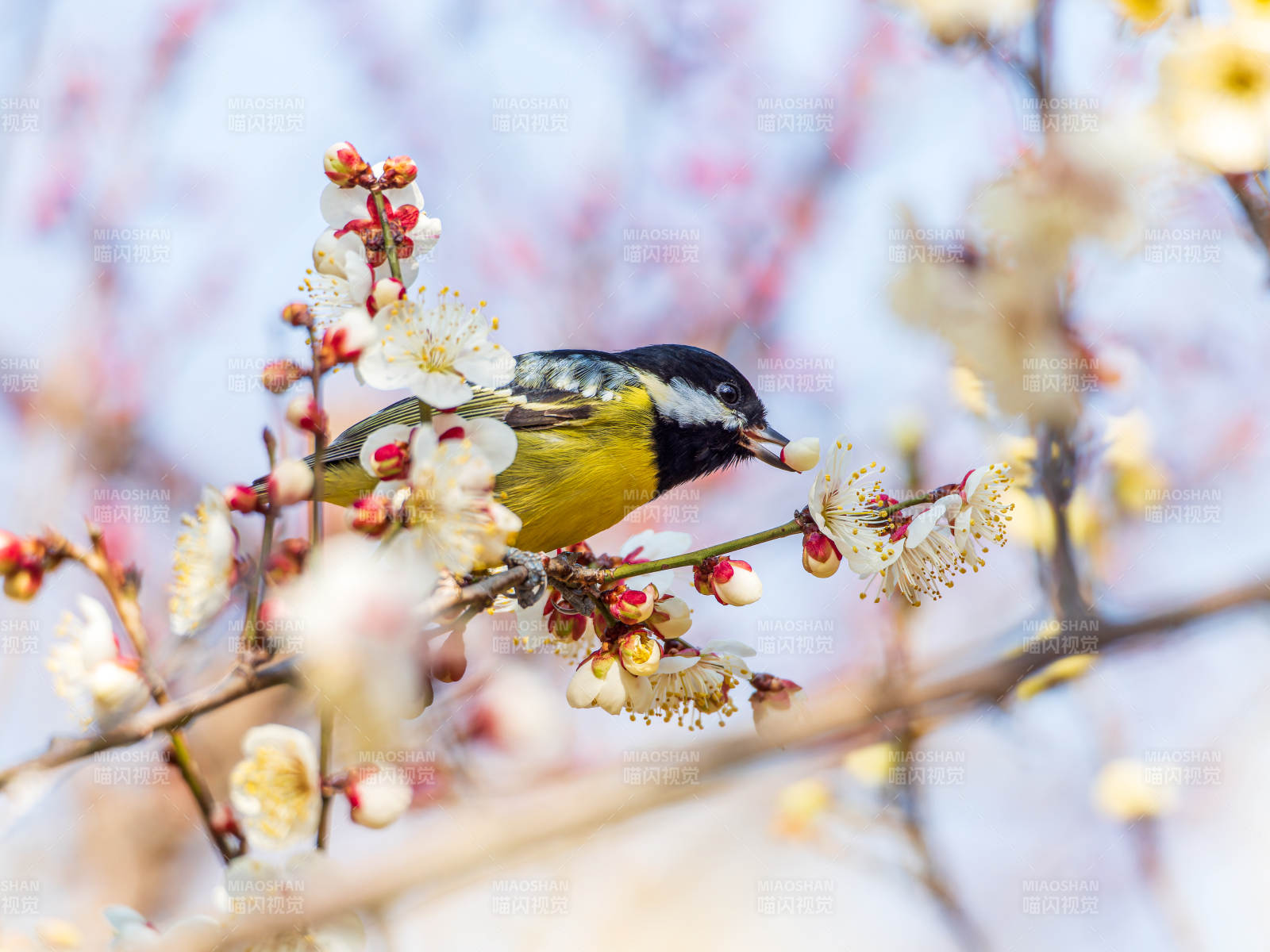 春鳥棲花枝