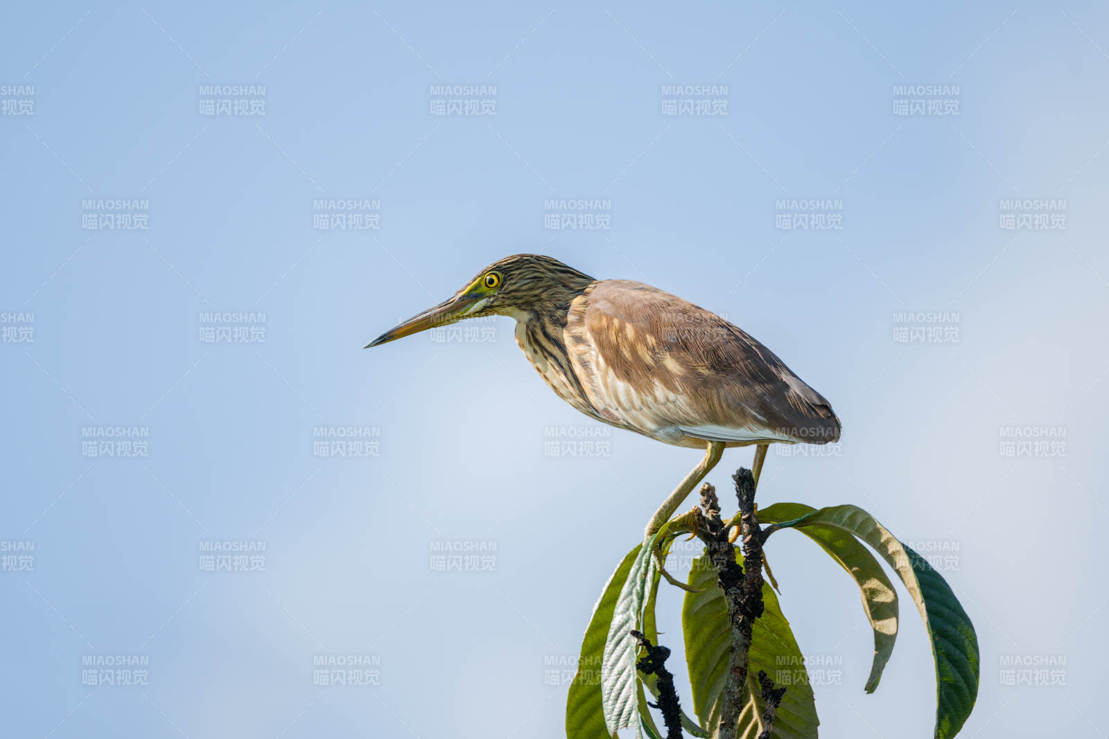 池鷺棲息枝頭望向遠方