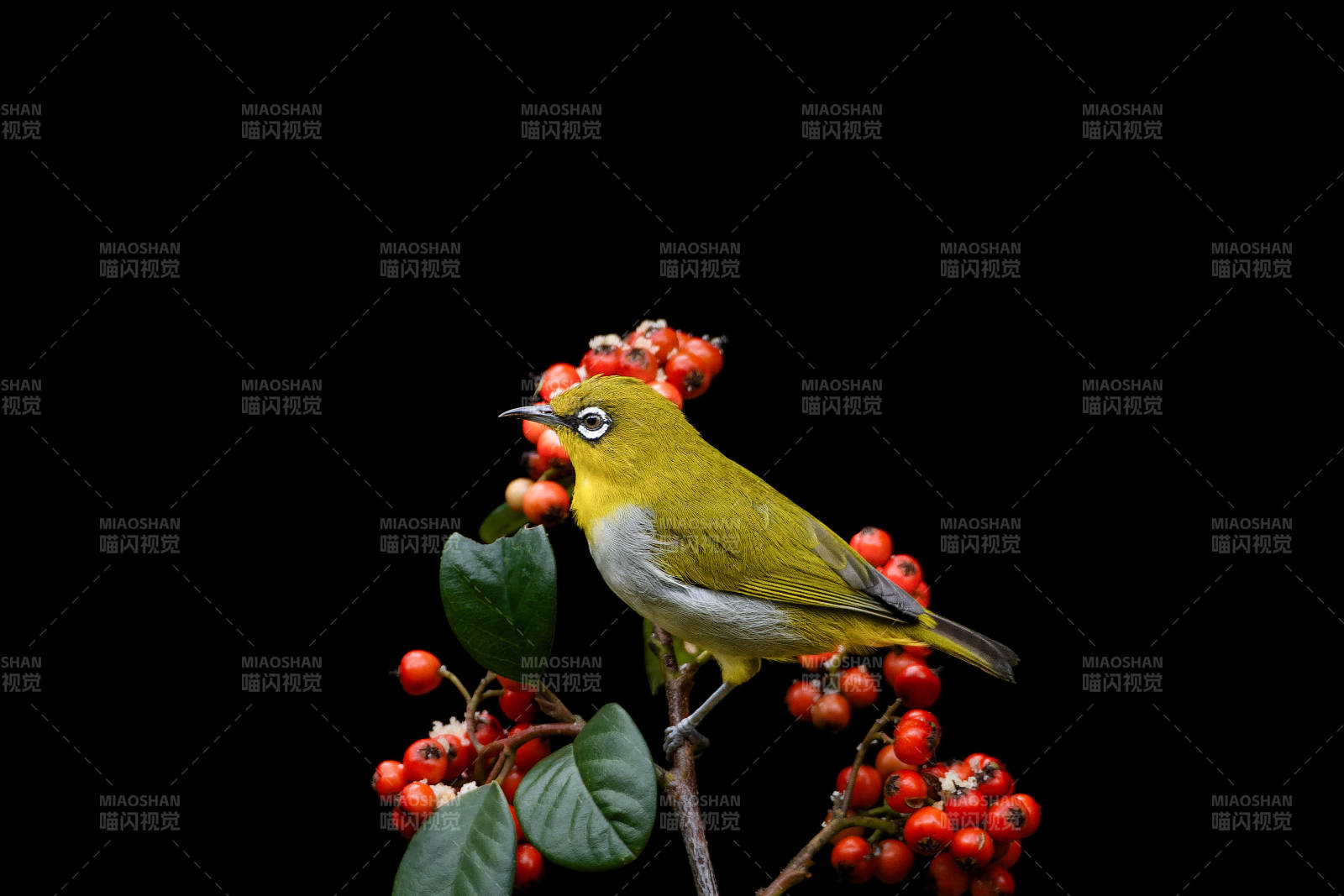 繡眼鳥啄紅果