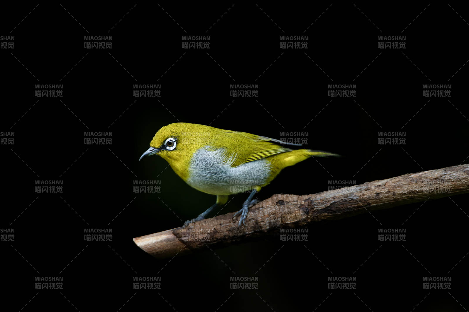 黃腹繡眼鳥棲枝