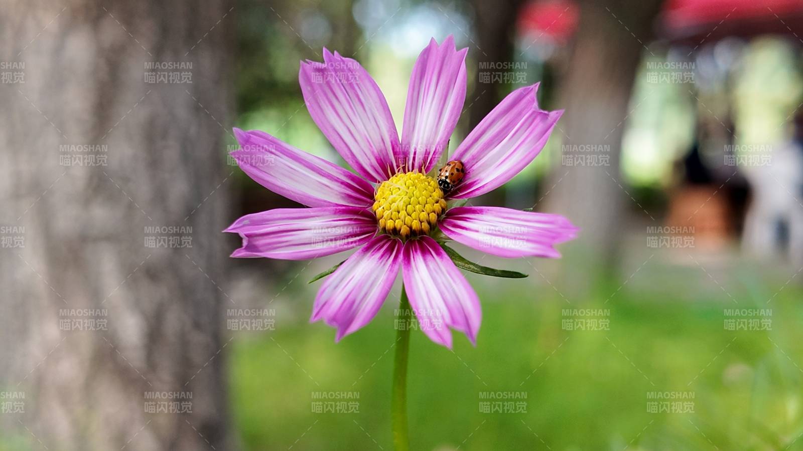 紫花上的小蜜蜂