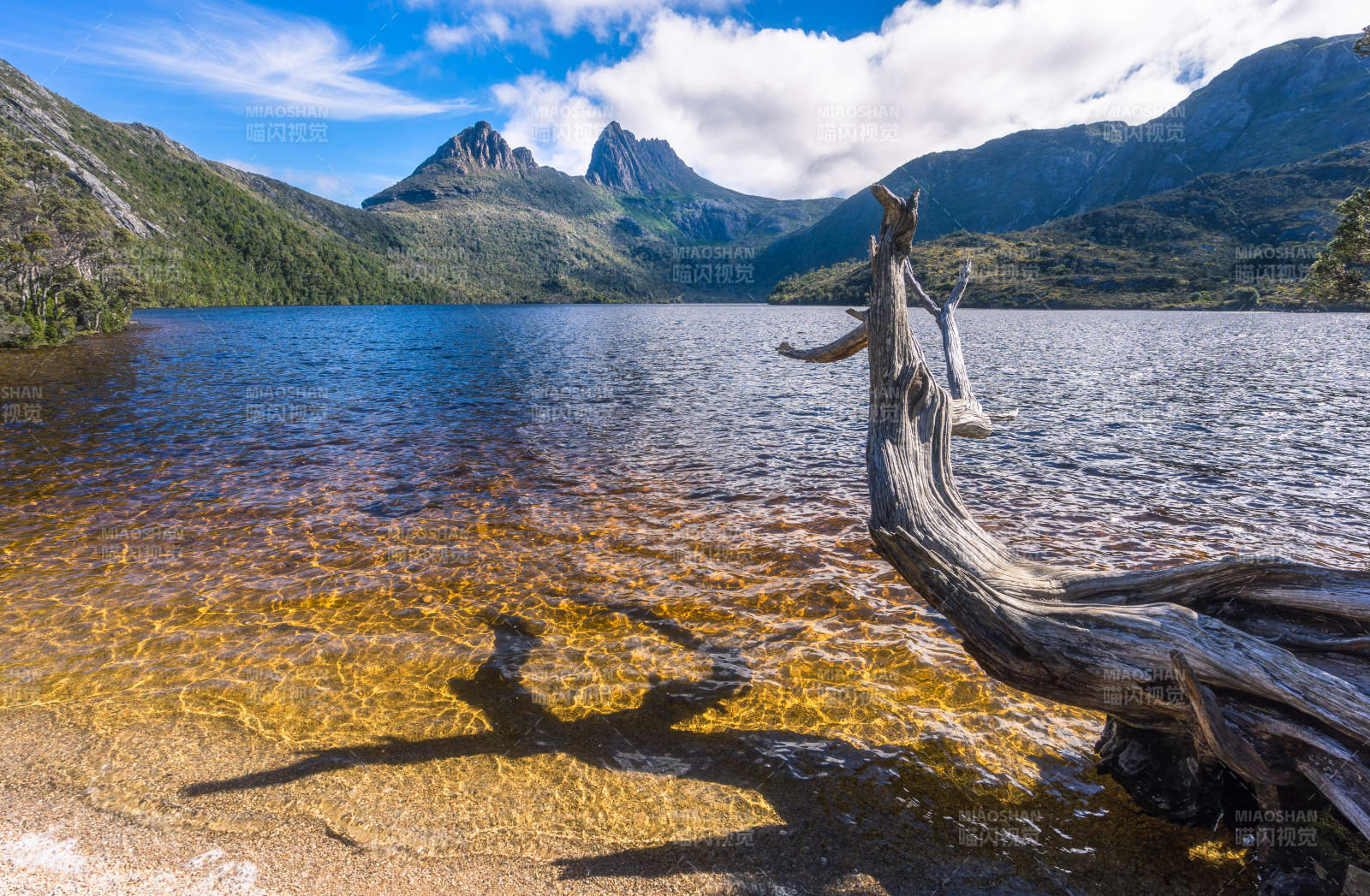 塔斯馬尼亞搖籃山鴿子湖畔枯木