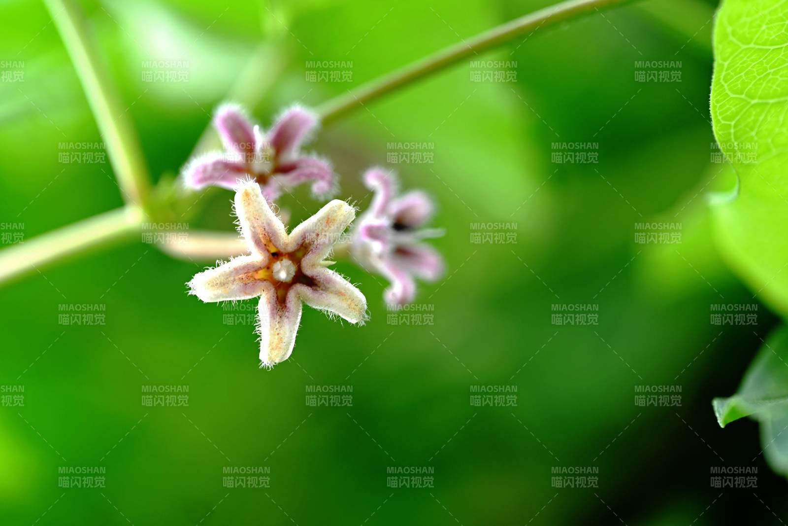 蘿藦花綻放枝頭