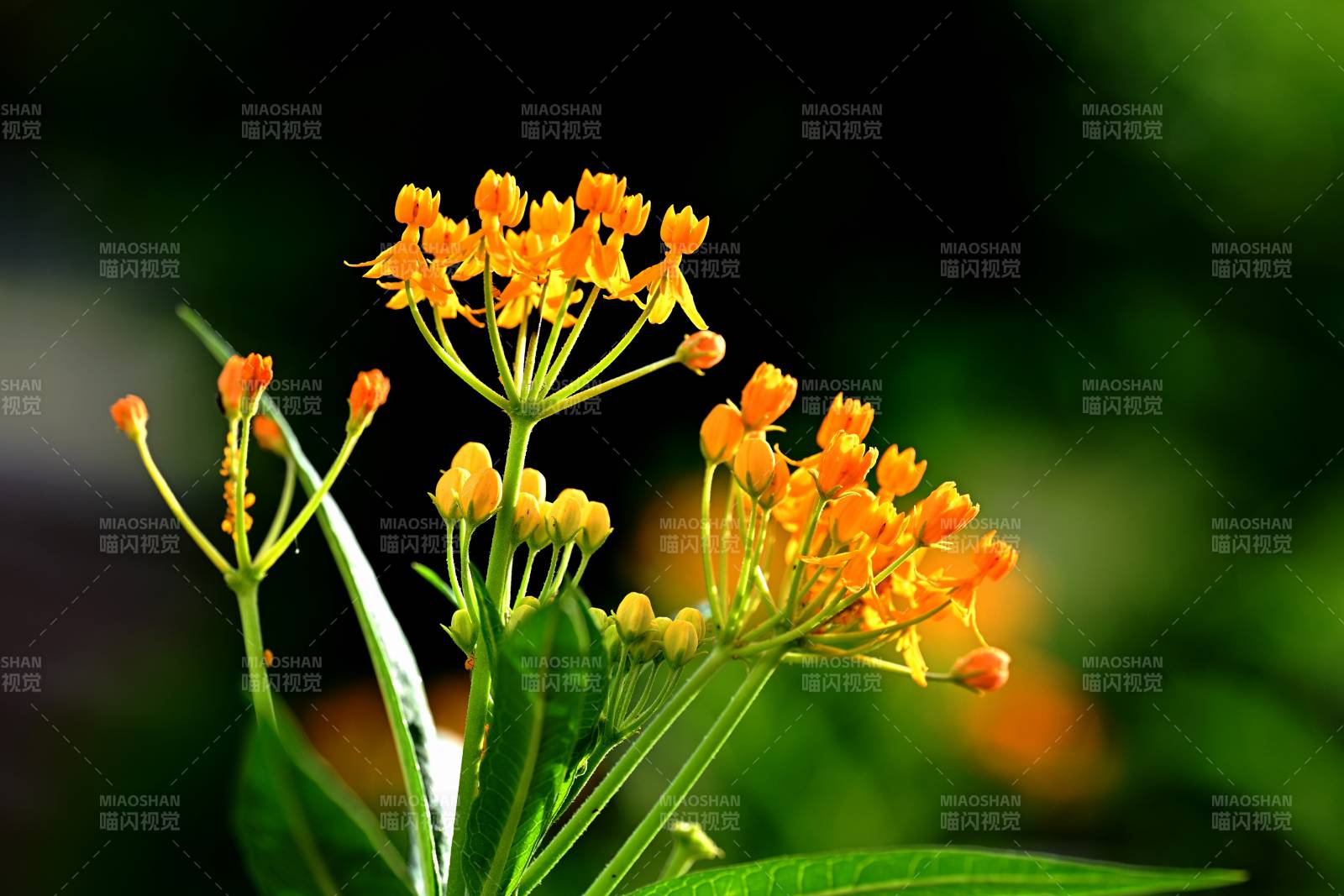橙色馬利筋花綻放